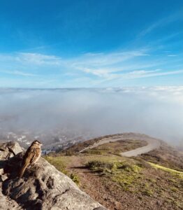 Riding Above the Clouds — Twin Peaks, San Francisco