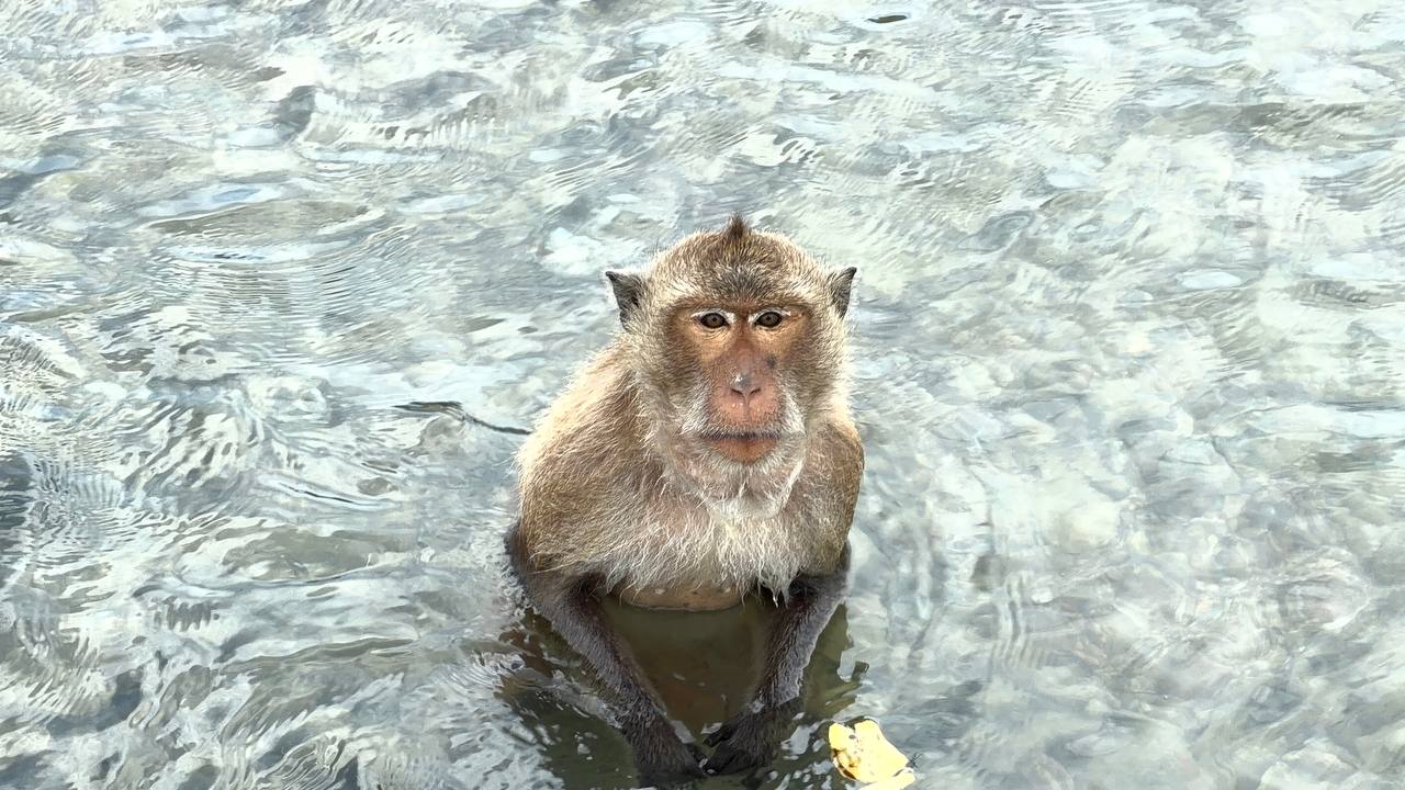 Long-tailed macaque eating in shallow water Monkey Island Bang Saray Pattaya