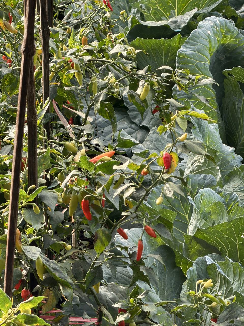 Red dirt path through cabbage and chili farms on the Tebing Keraton trail — Bandung highlands, West Java