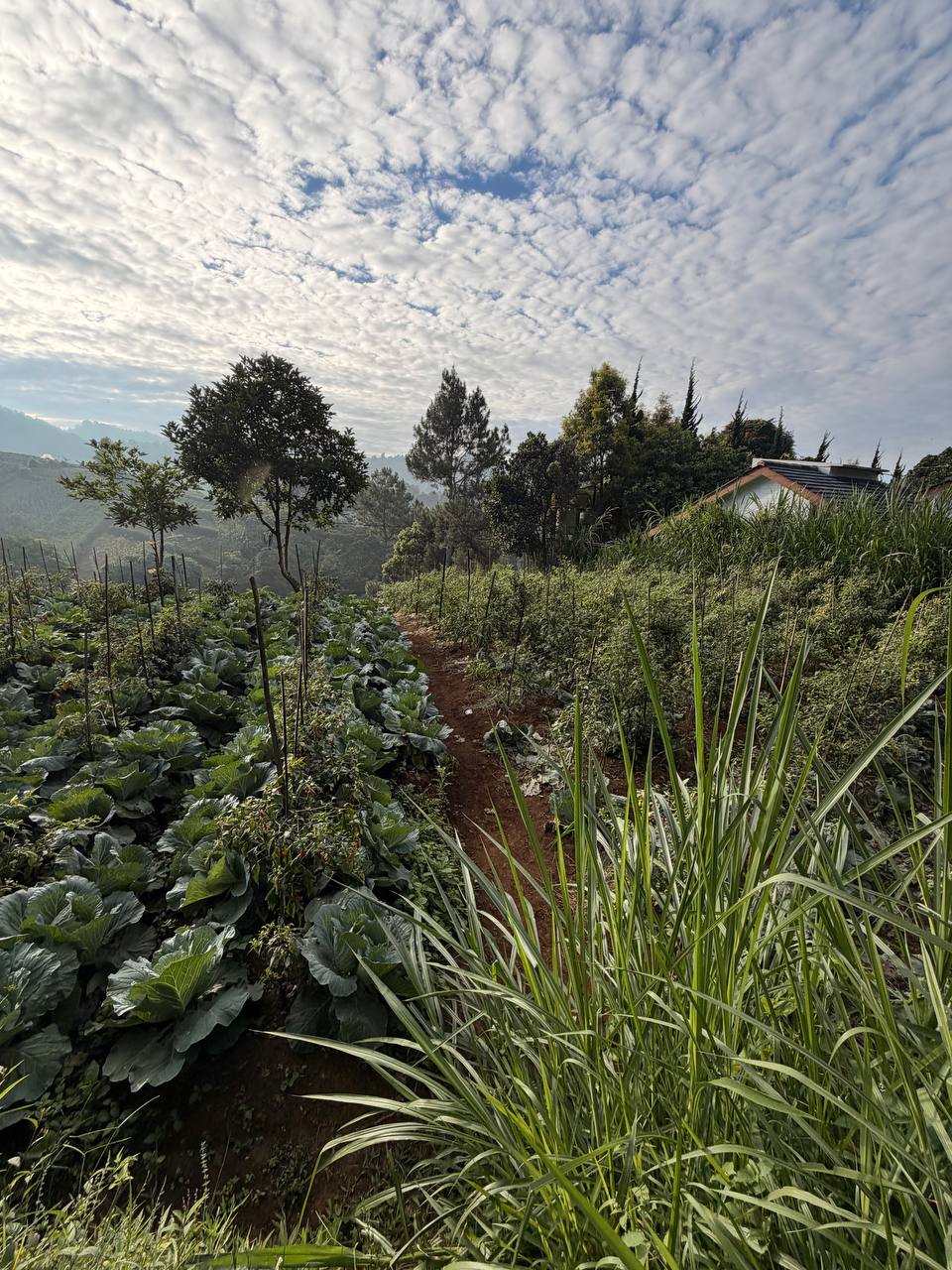 Terraced broccoli seedlings and rolling green hills at dawn near Tebing Keraton — Bandung highland farms with morning mist