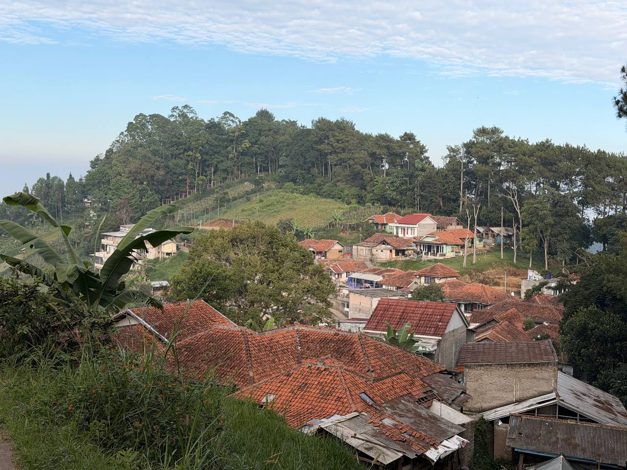 Long-tailed macaques in the pine trees at Tebing Keraton — multiple monkeys visible at dawn, Bandung forest