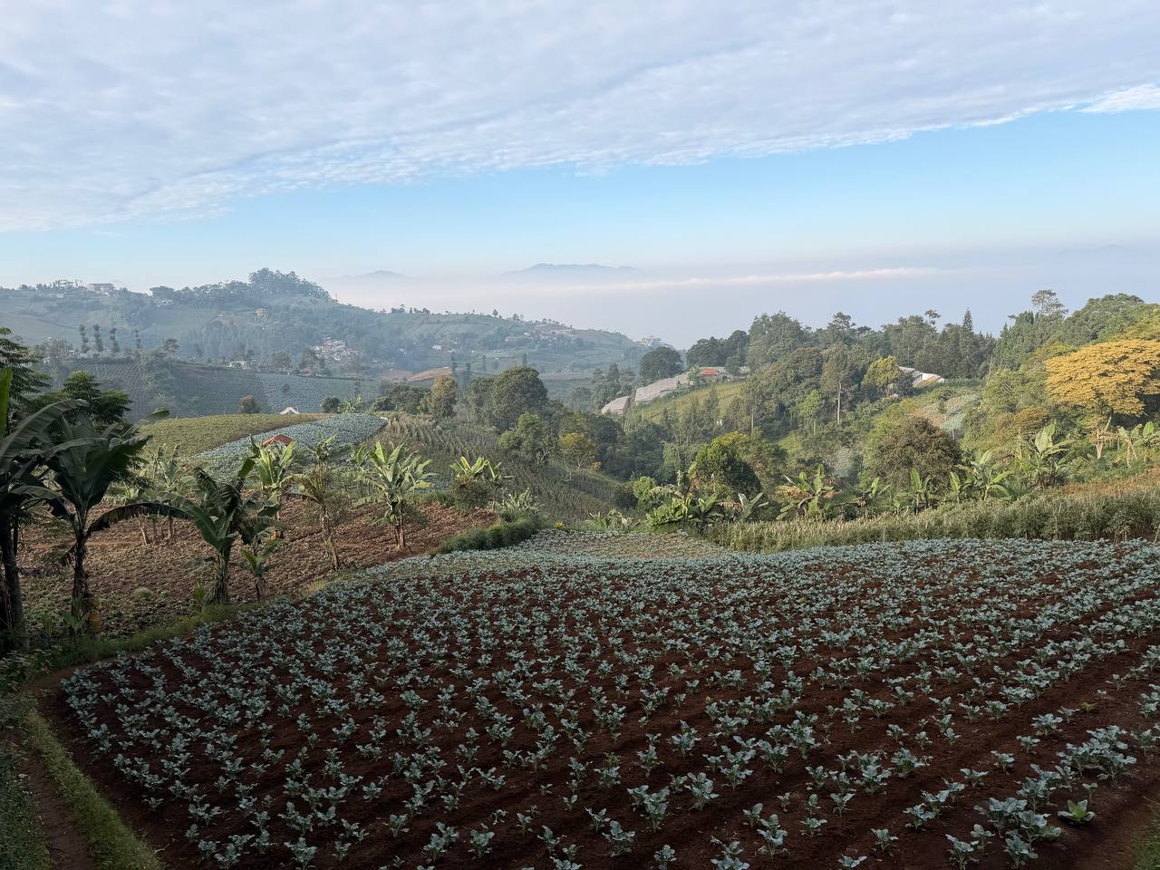 Local village below the Tebing Keraton forest — terracotta rooftops and pine-covered hilltop at sunrise, Bandung