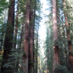Avenue of the Giants: The 31-Mile Redwood Ride Most Bay Area Riders Never Go Far Enough North For