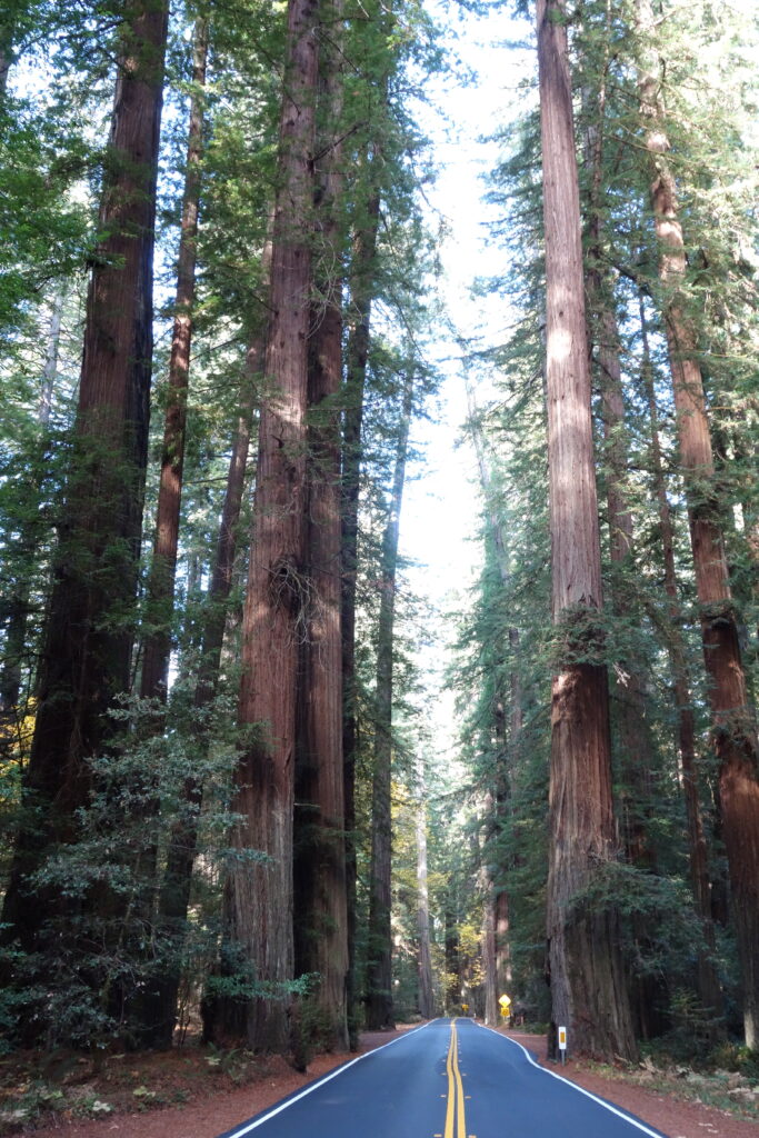 Avenue of the Giants: The 31-Mile Redwood Ride Most Bay Area Riders Never Go Far Enough North For